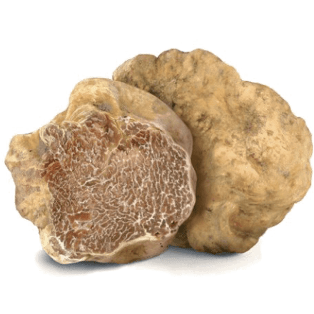 TUBER MAGNATUM PICO