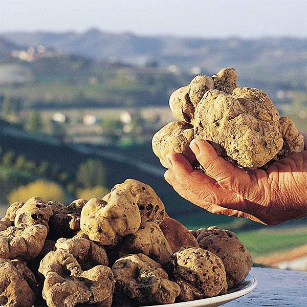 Tartufo Bianco Pregiato ( Tuber Magnatum Pico) di San Pietro Avellana - Terra Sanpietrese